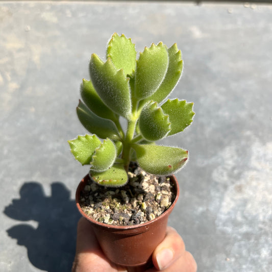 Cotyledon tomentosa / Bärentatze Mini