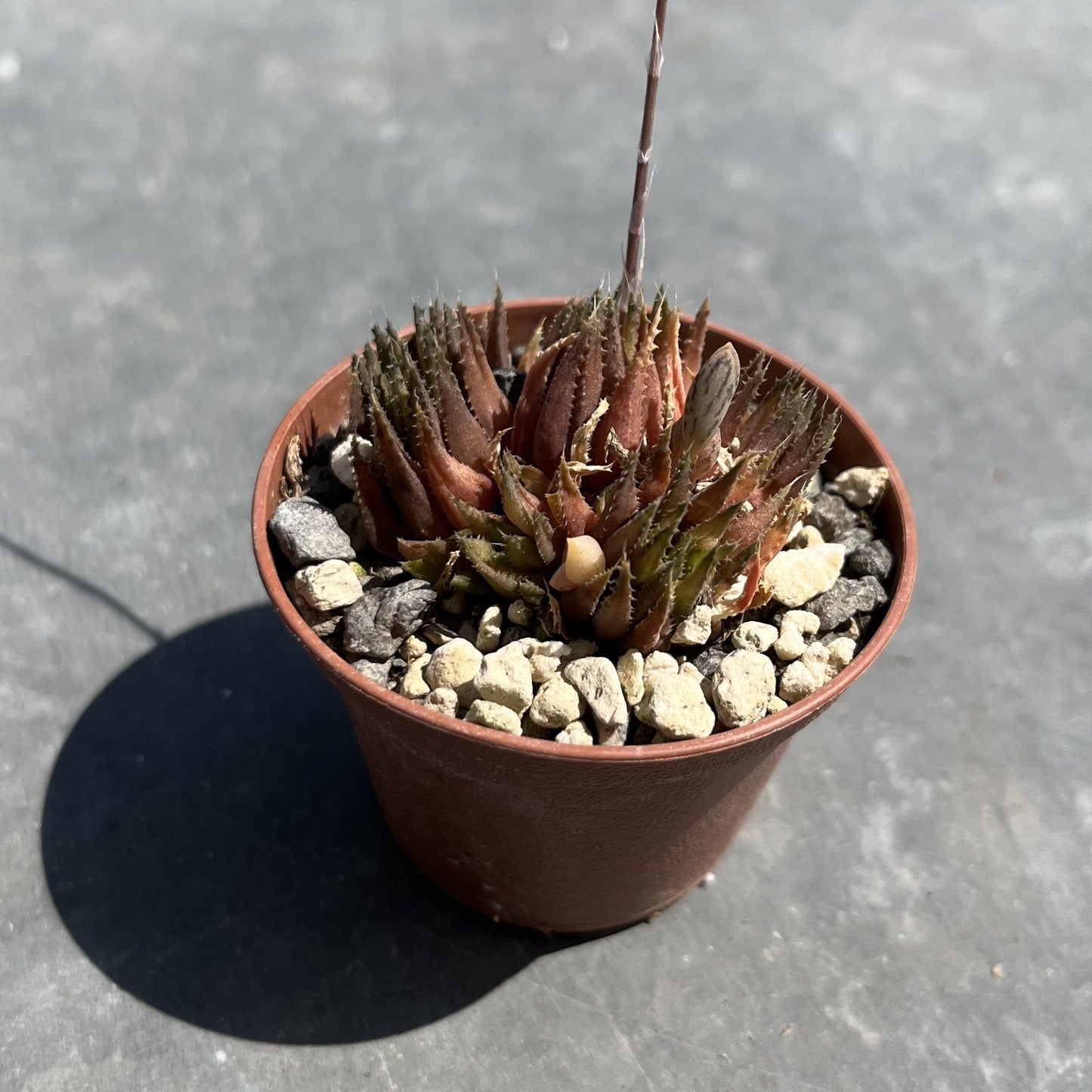 Haworthia chloracantha var. denticulifera Mini