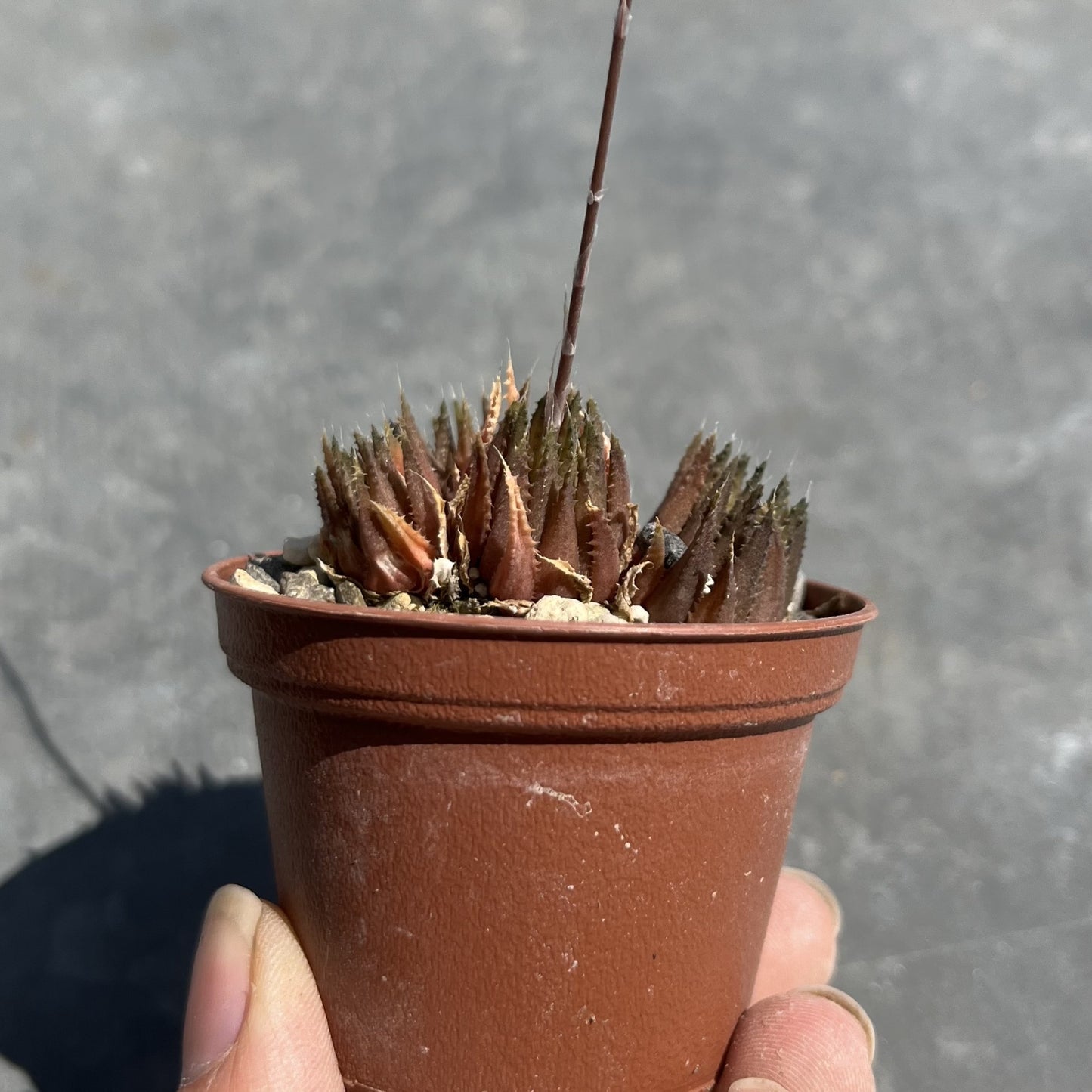 Haworthia chloracantha var. denticulifera Mini
