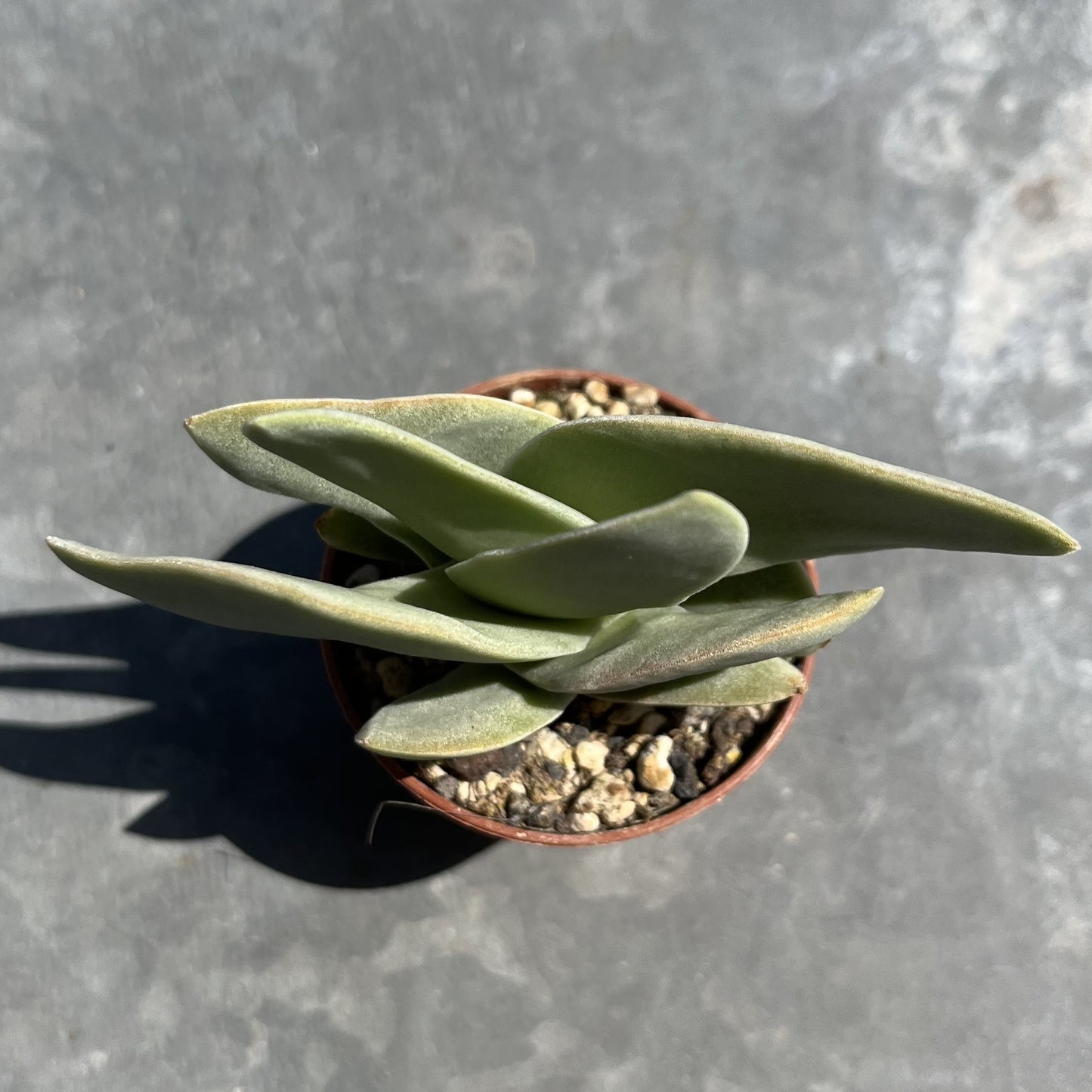 Crassula falcata / Sicheldickblatt Mini