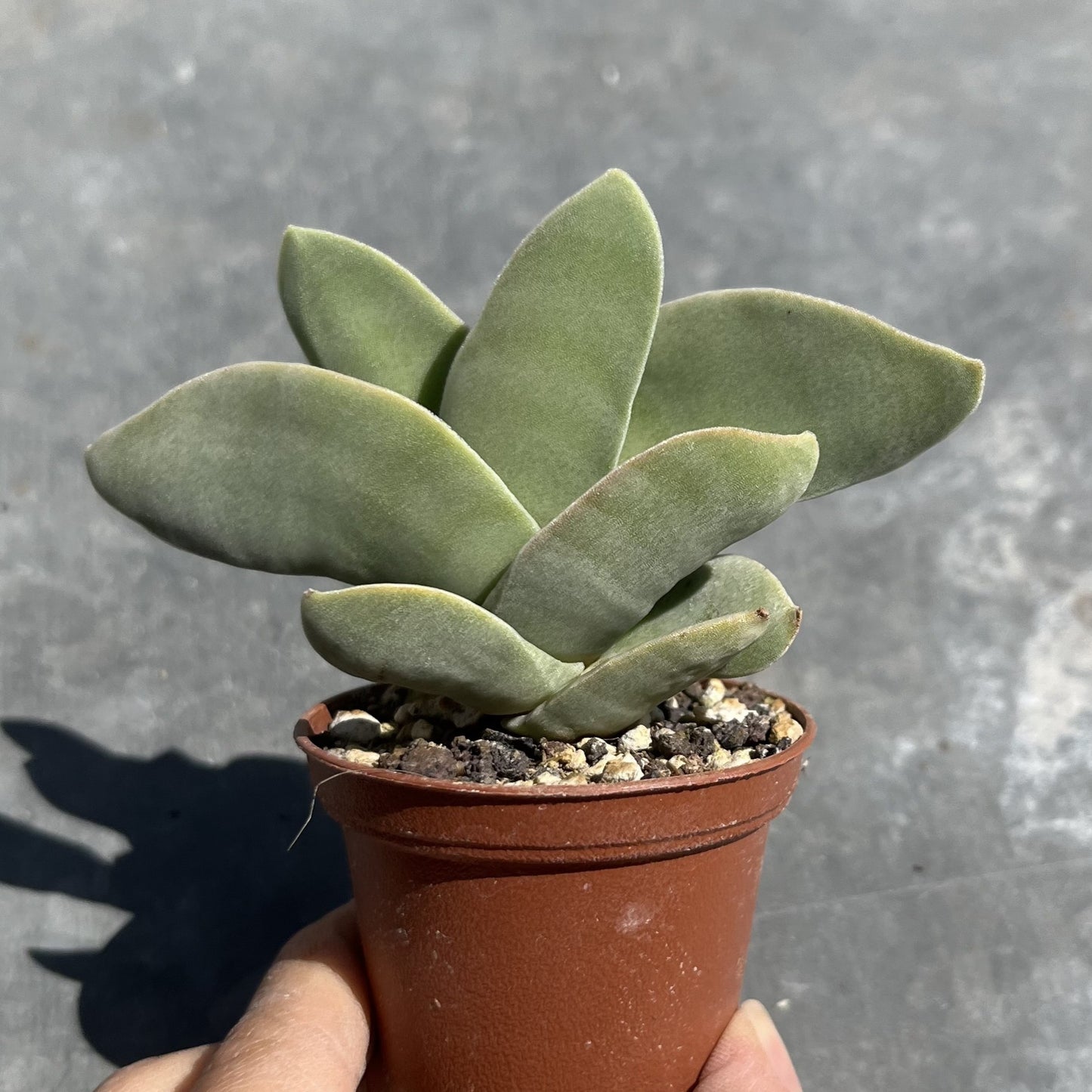 Crassula falcata / Sicheldickblatt Mini