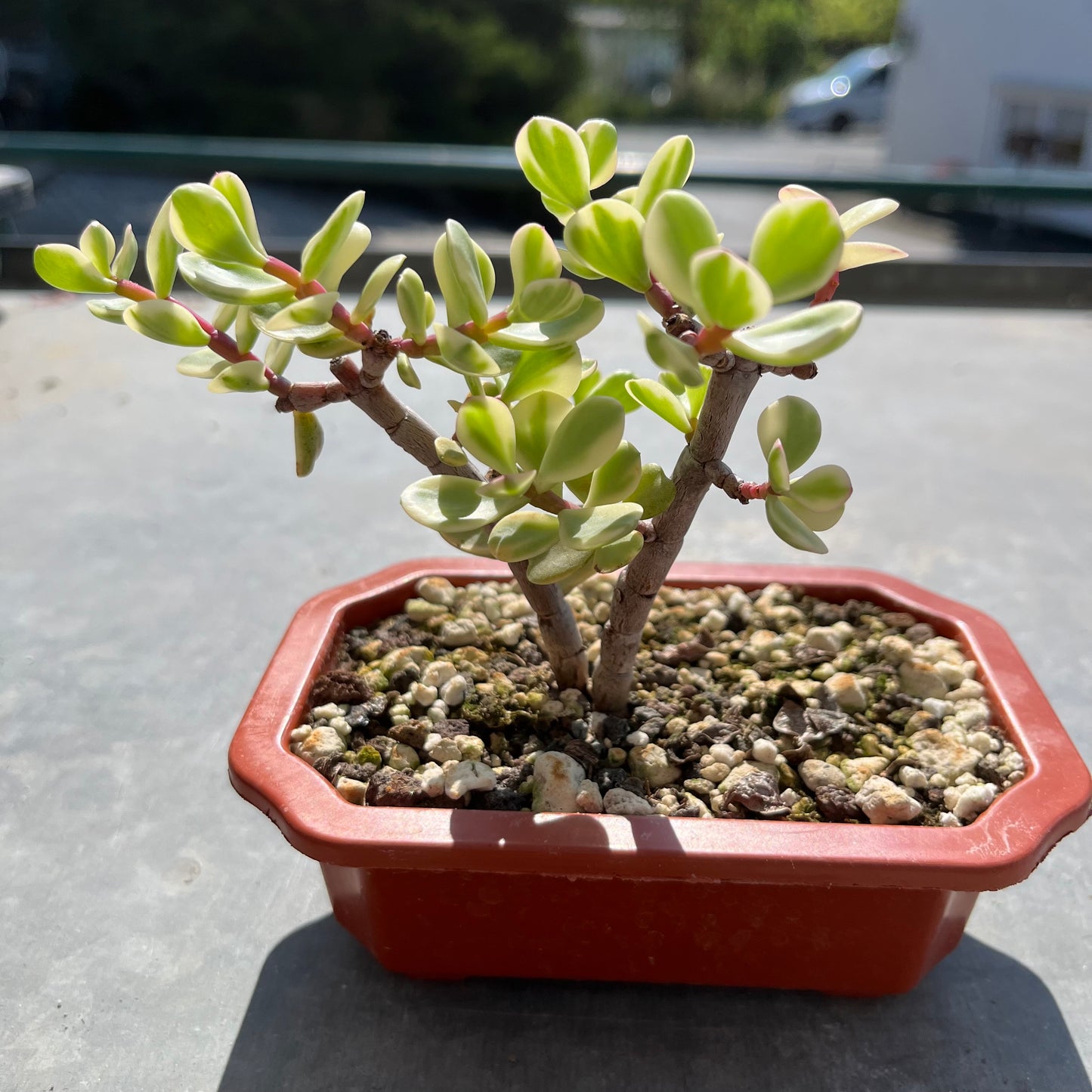 Portulacaria afra variegata Bonsai Jadebaum / Speckbaum