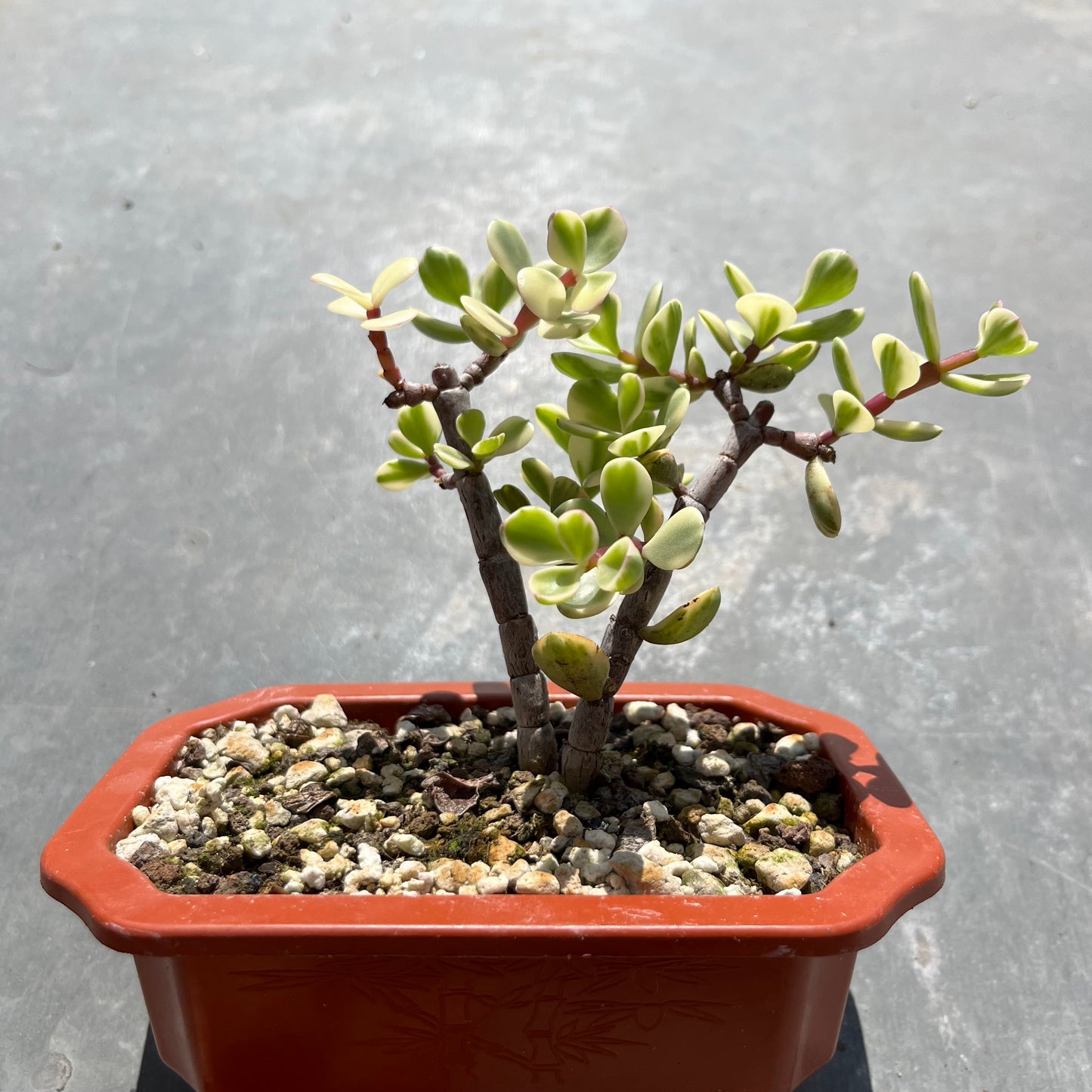Portulacaria afra variegata Bonsai Jadebaum / Speckbaum