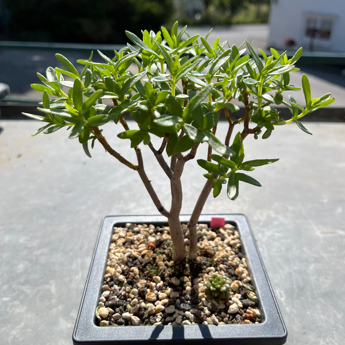 Crassula sarkocaulis Bonsai
