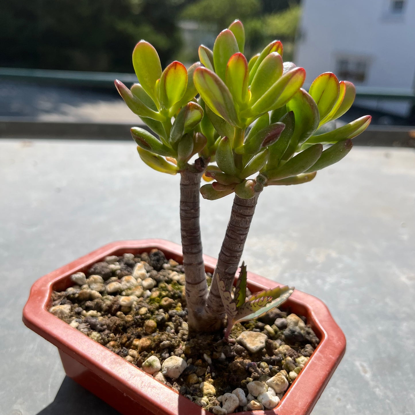 Crassula ovata Bonsai