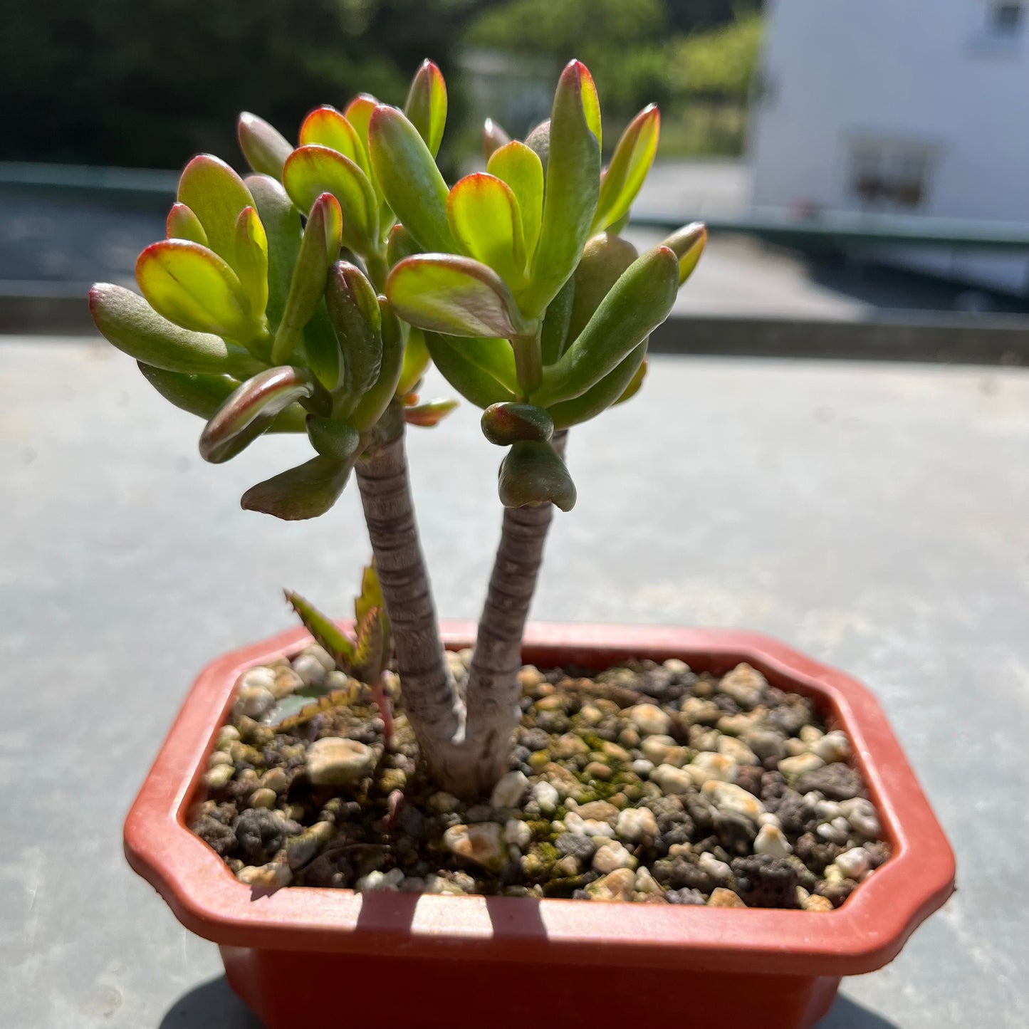 Crassula ovata Bonsai