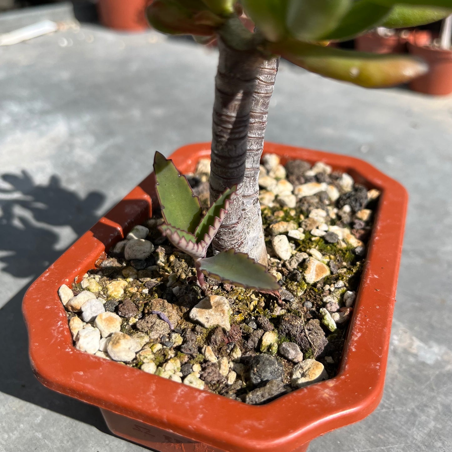 Crassula ovata Bonsai