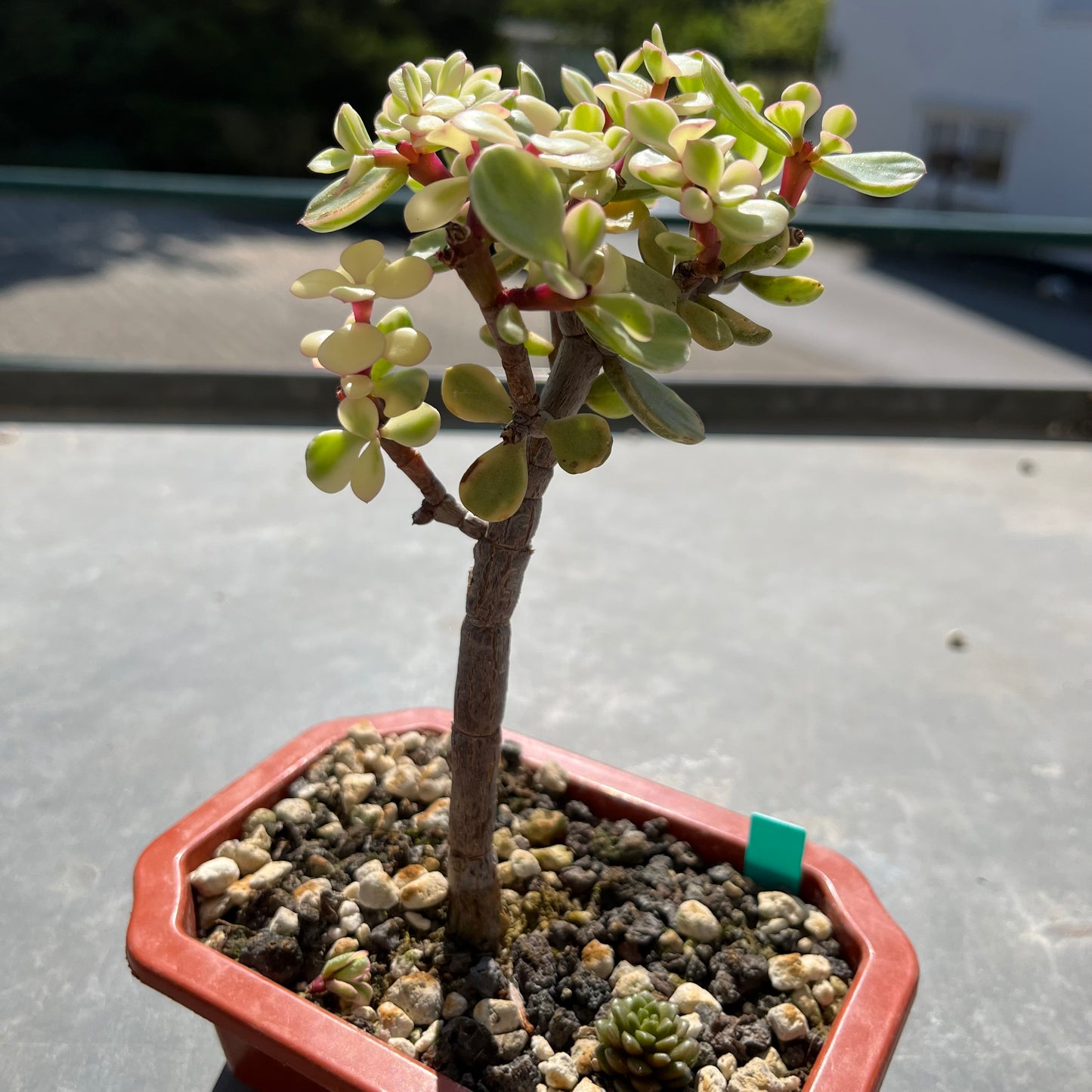 Portulacaria afra variegata Bonsai Jadebaum / Speckbaum