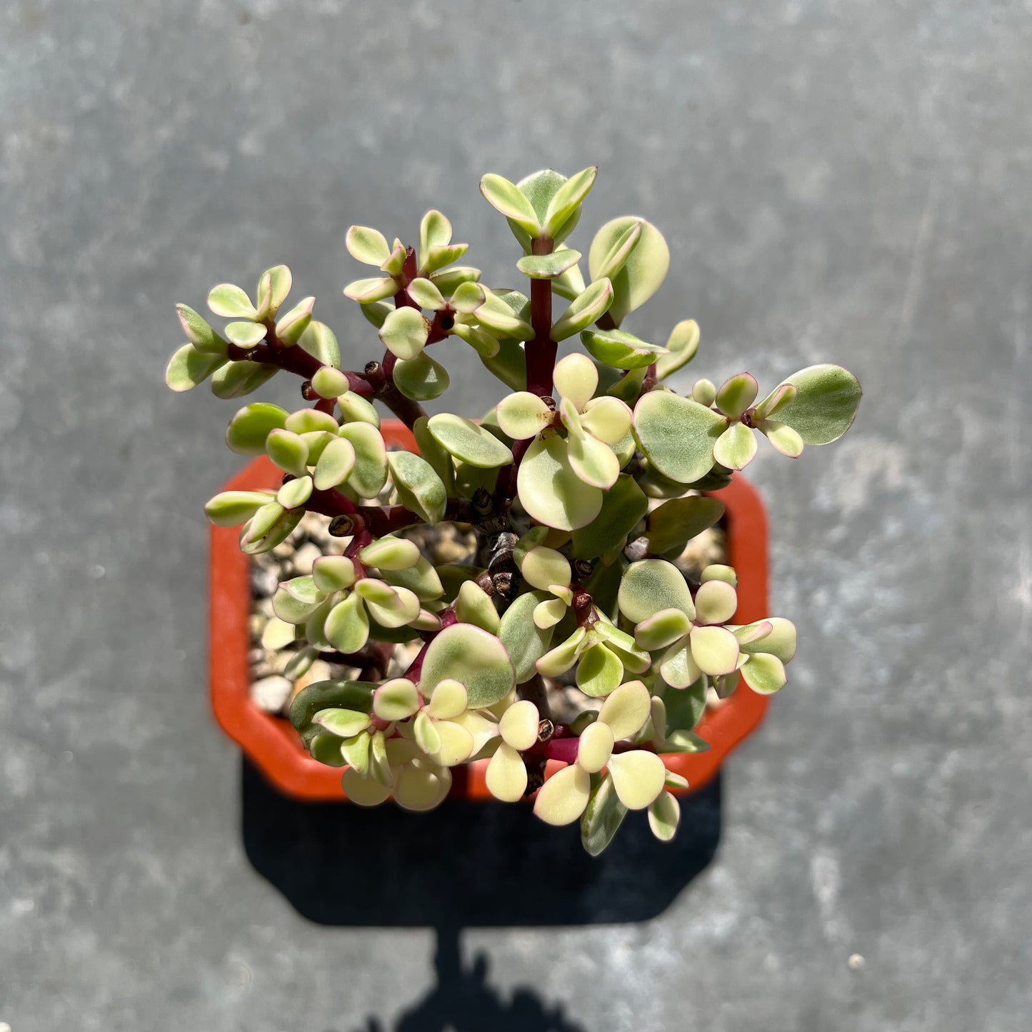 Portulacaria afra variegata Bonsai Jadebaum / Speckbaum