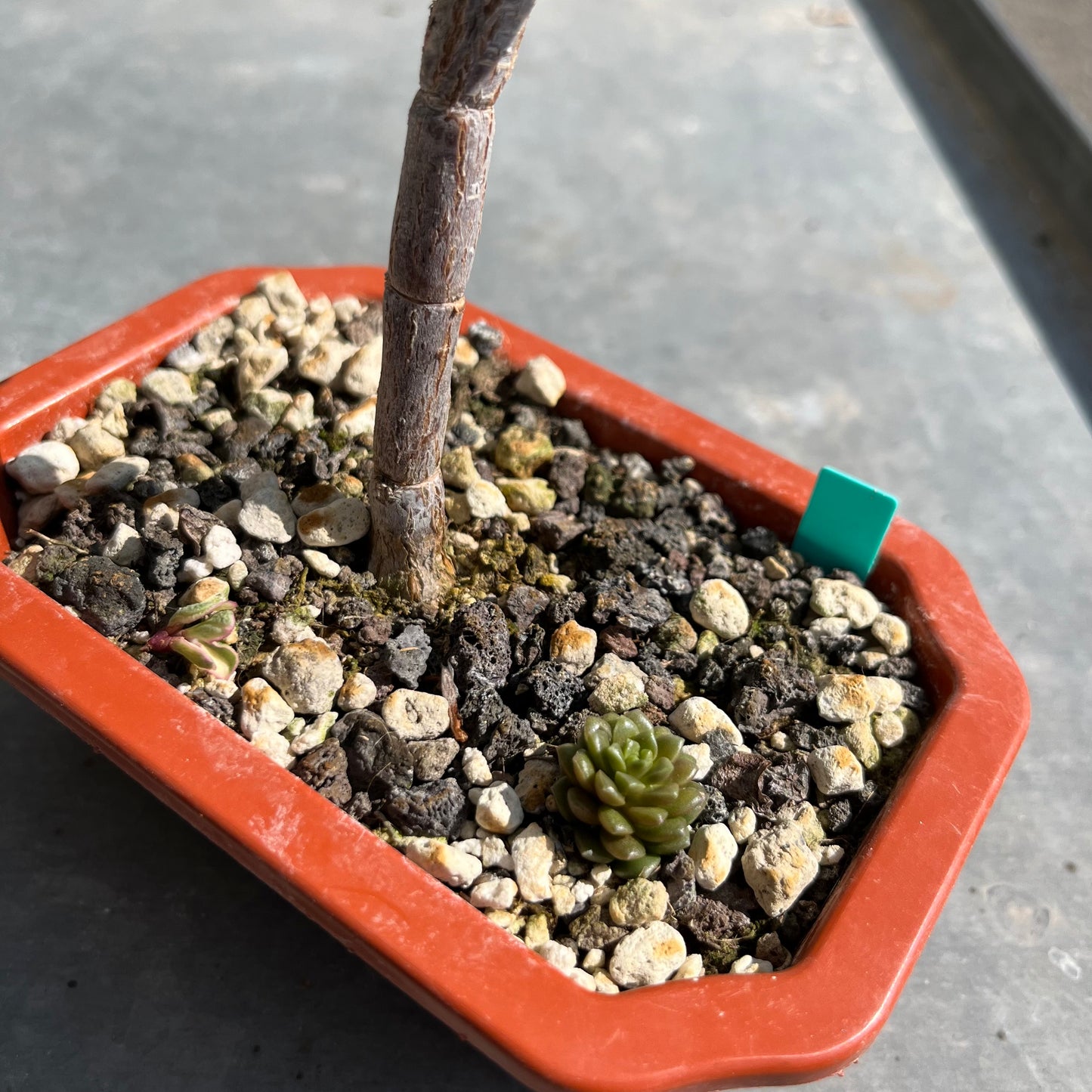 Portulacaria afra variegata Bonsai Jadebaum / Speckbaum