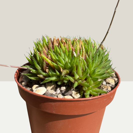 Haworthia chloracantha var. denticulifera Einzelstück