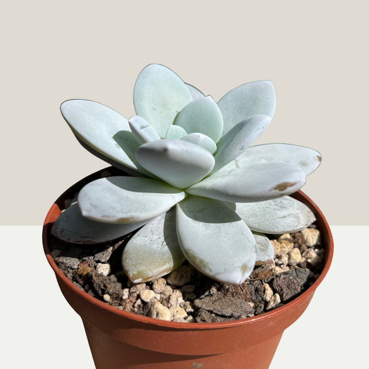 Echeveria Laui Einzelstück