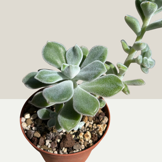 Echeveria pulvinata Frosty Einzelstück