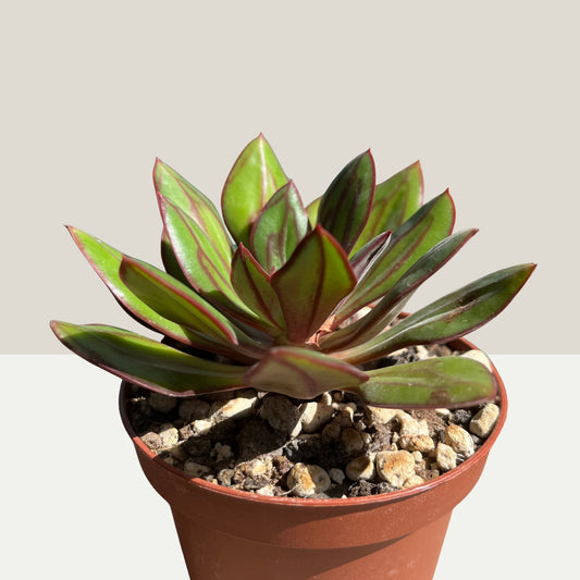 Echeveria nodulosa Einzelstück