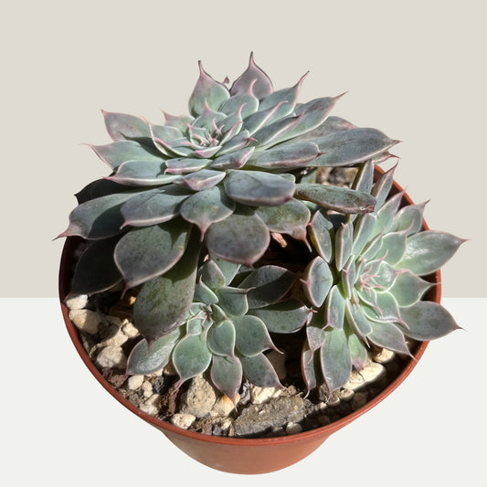 Graptopetalum 'Wings of Change' Gruppe Einzelstück