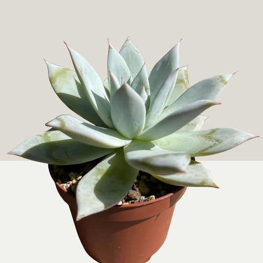 Echeveria 'Mexican Giant' Einzelstück
