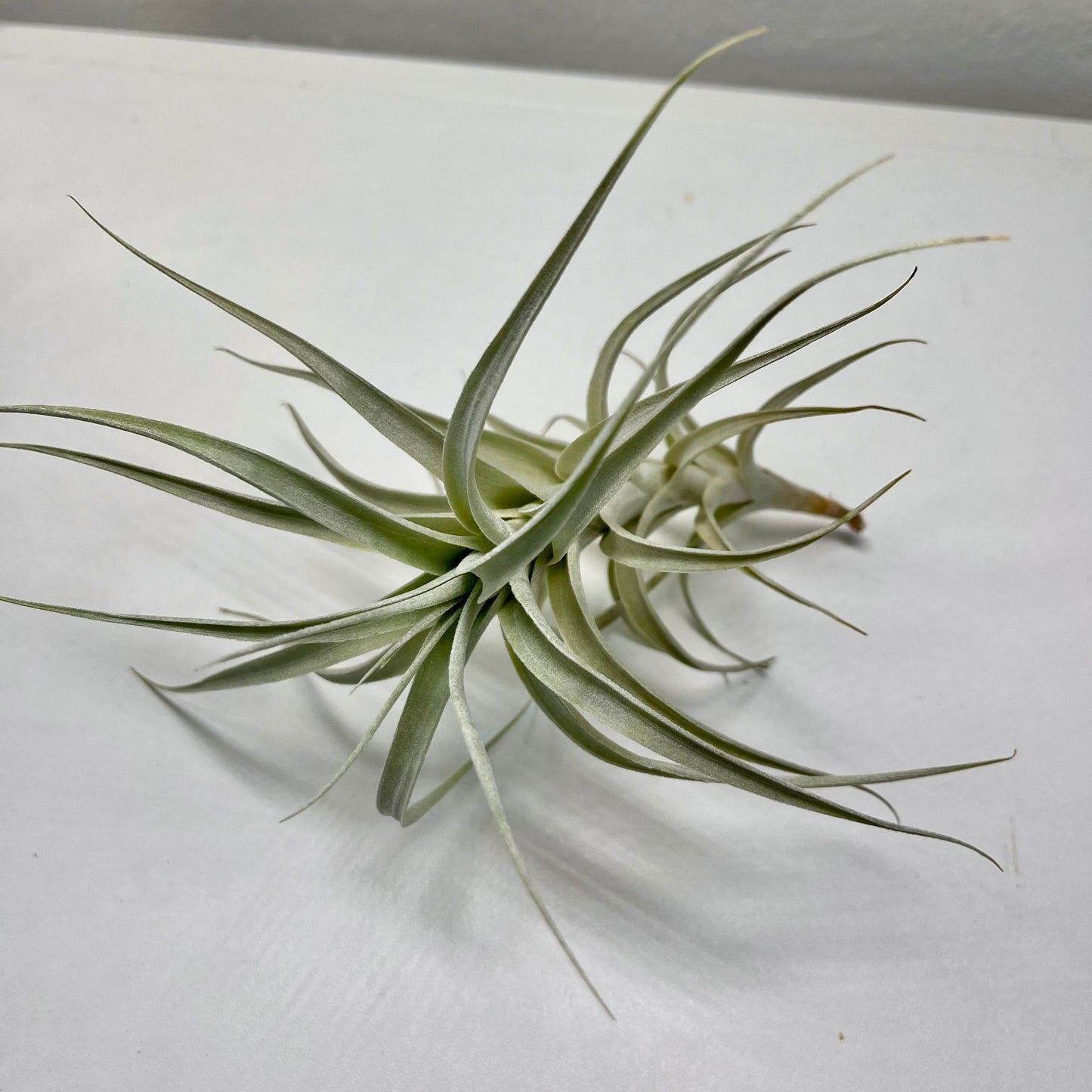 Tillandsie D (large)