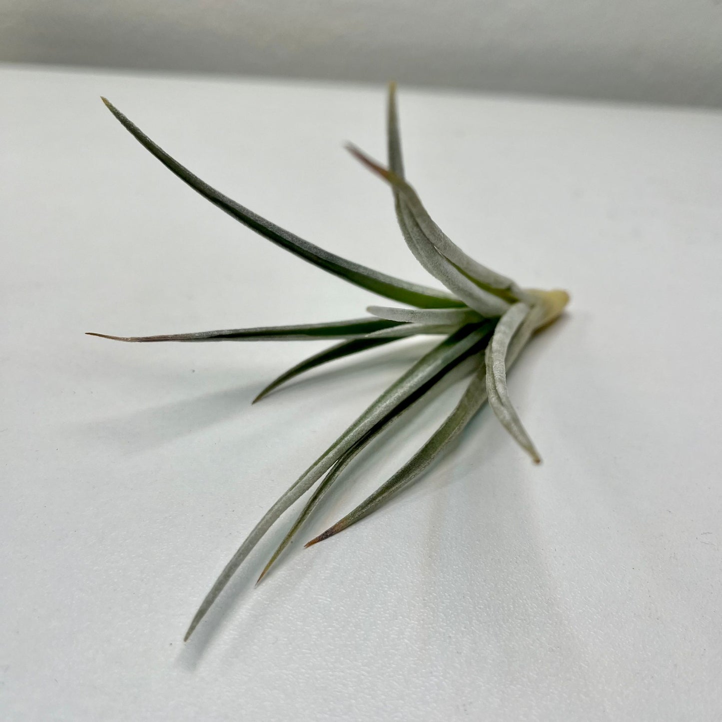 Tillandsie B (small)