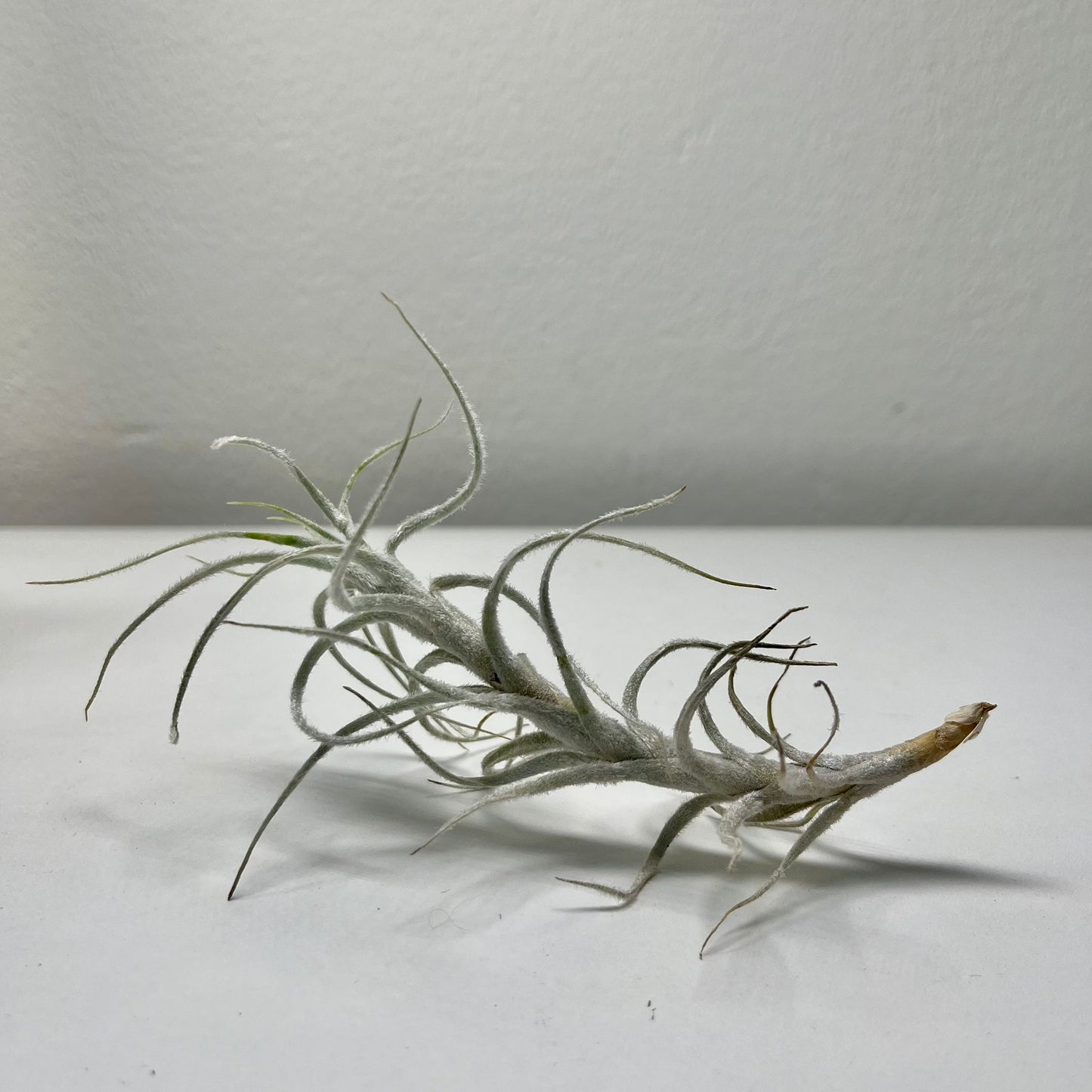 Tillandsie C (medium)