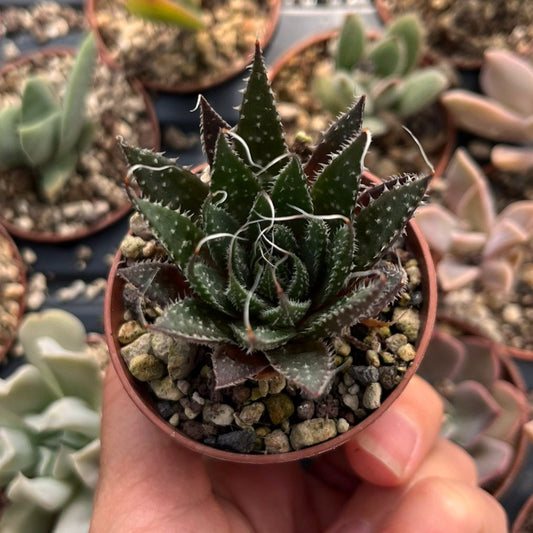 Aloe aristata Mini