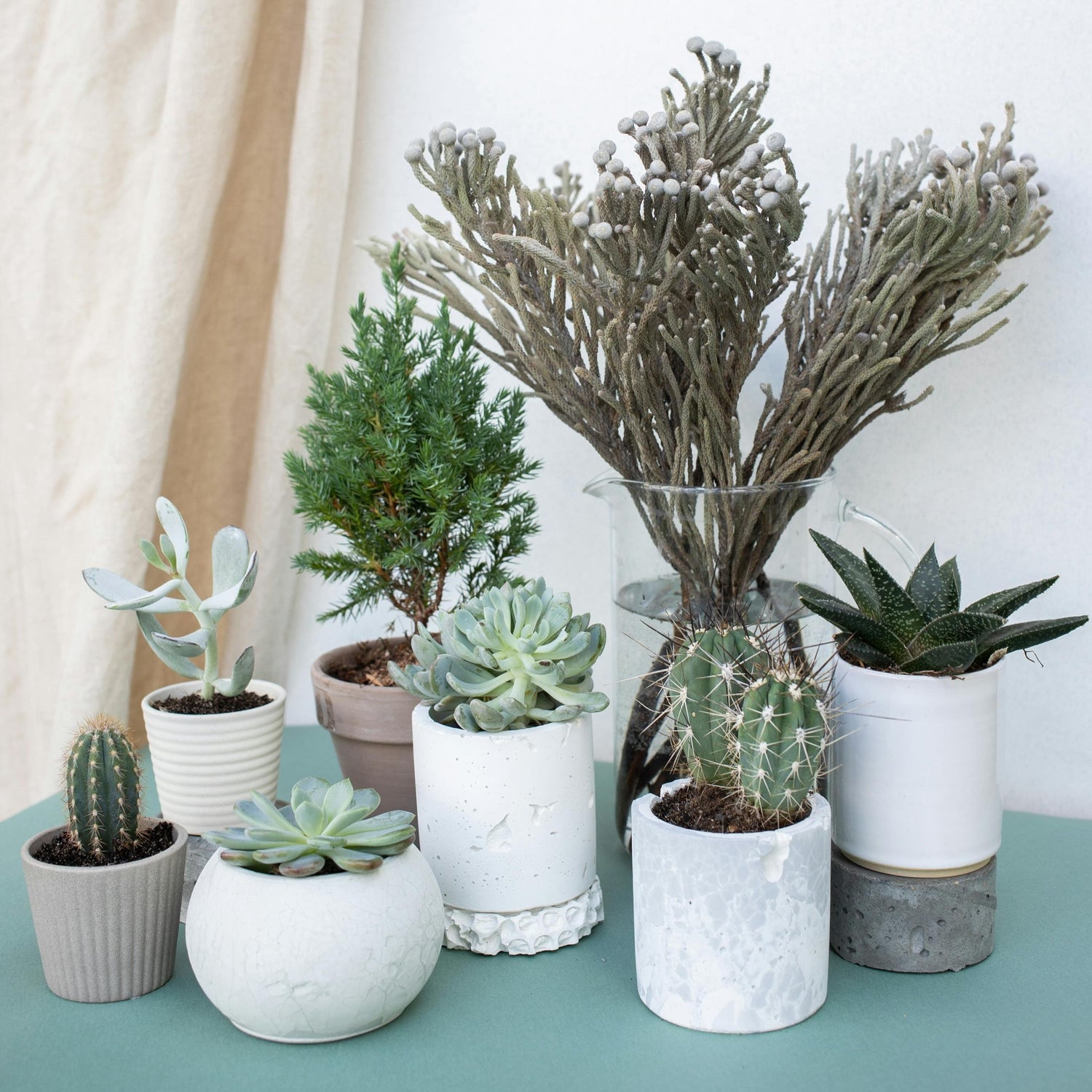 Alle Pflanzen auf einen Blick