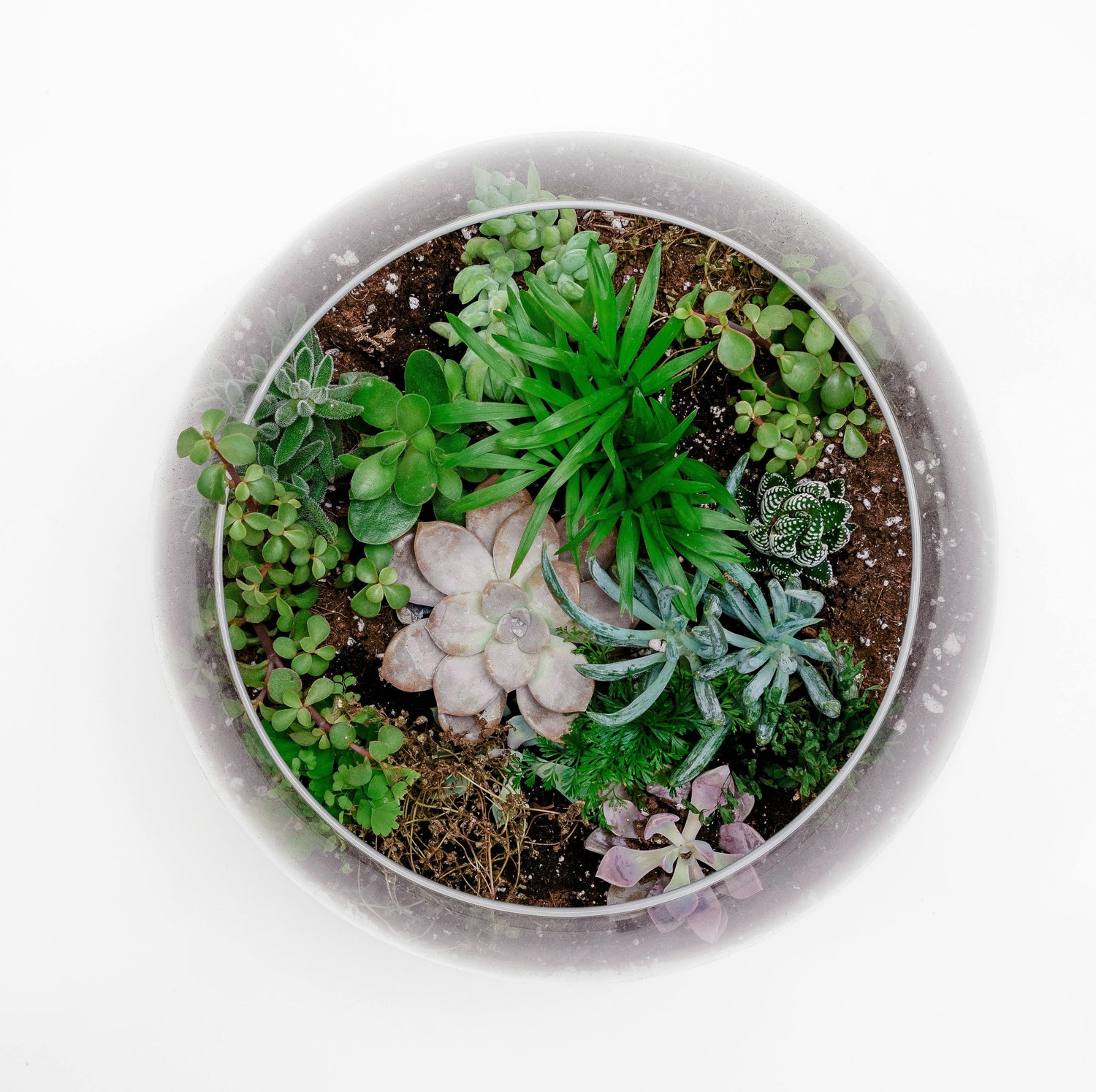 Sukkulenten Spar Sets