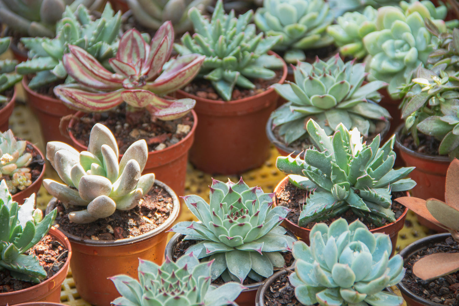 Mini-Sukkulenten