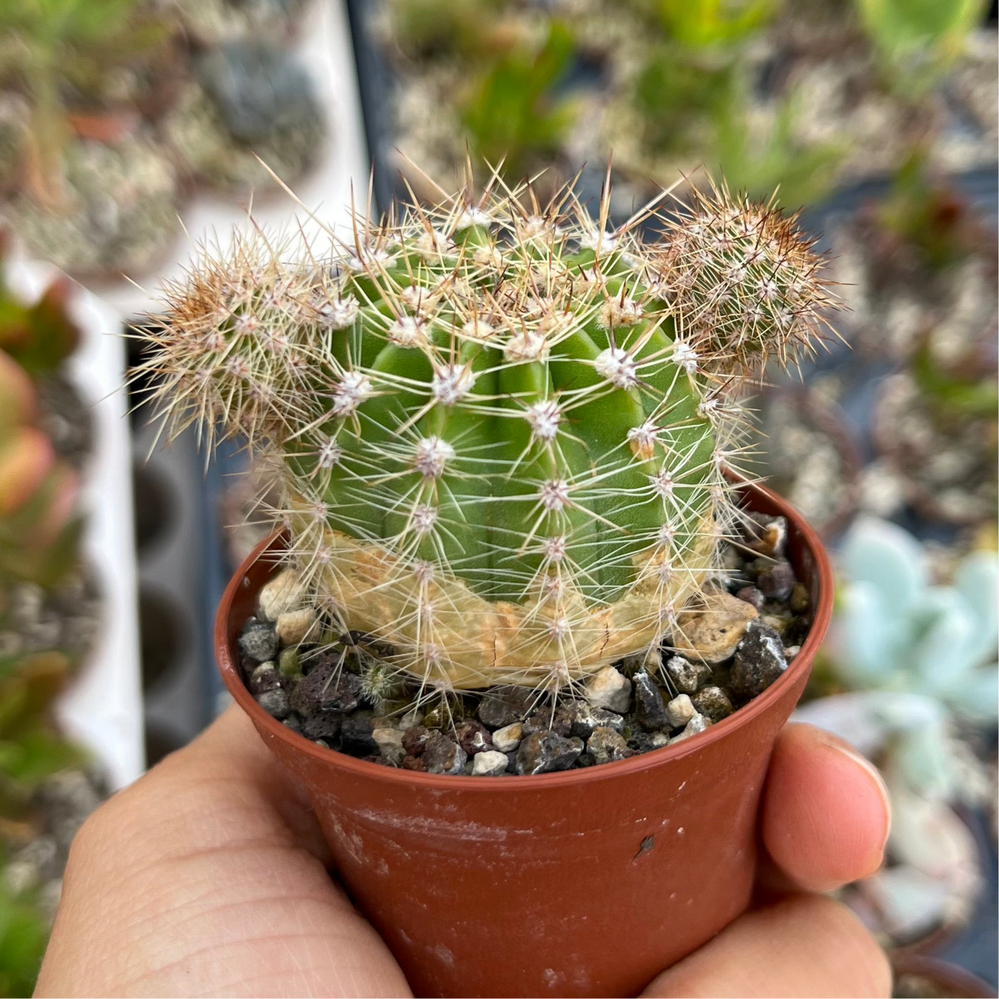 Echinopsis Mini