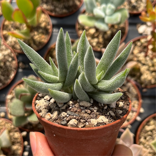 Crassula mesembryanthemoides Mini