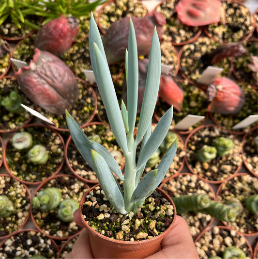 Senecio ‘Mount Everest‘ Mini