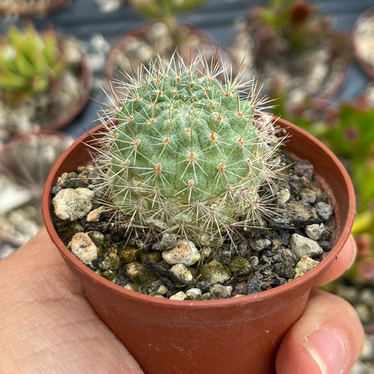 Rebutia Mini