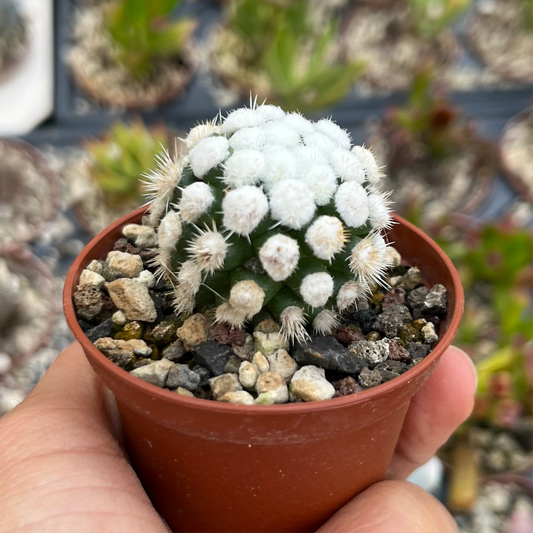 Mammillaria gracilis hybrid Oruga Mini