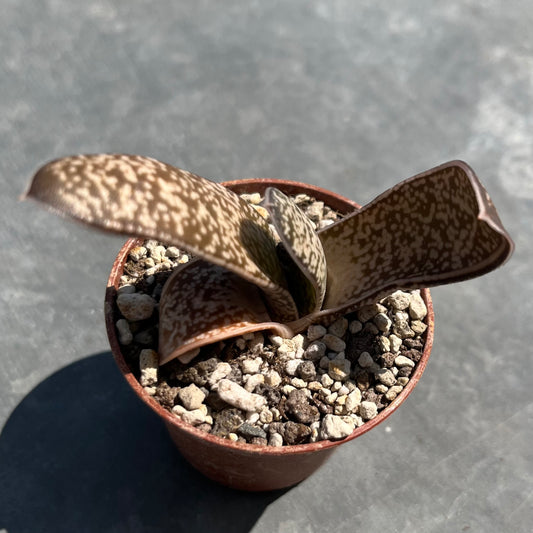 Gasteria batesiana Mini