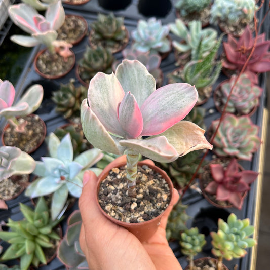 Echeveria cv. decora variegata Mini