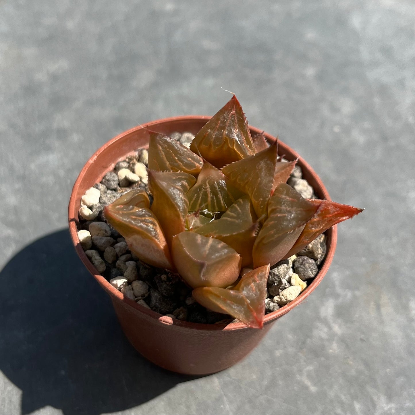 Haworthia retusa Mini