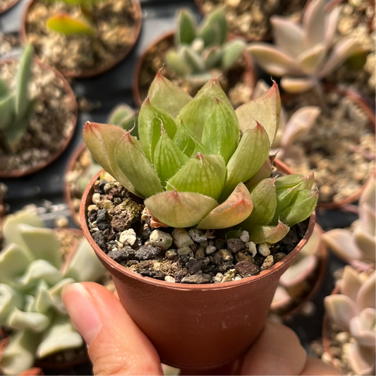 Haworthia cymbiformis Mini
