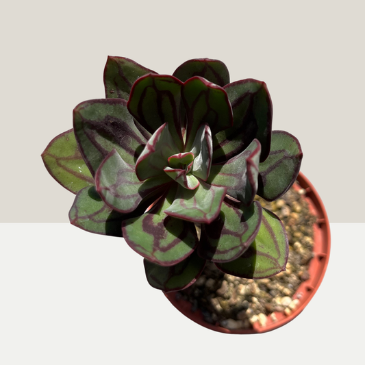 Echeveria nodulosa Einzelstück