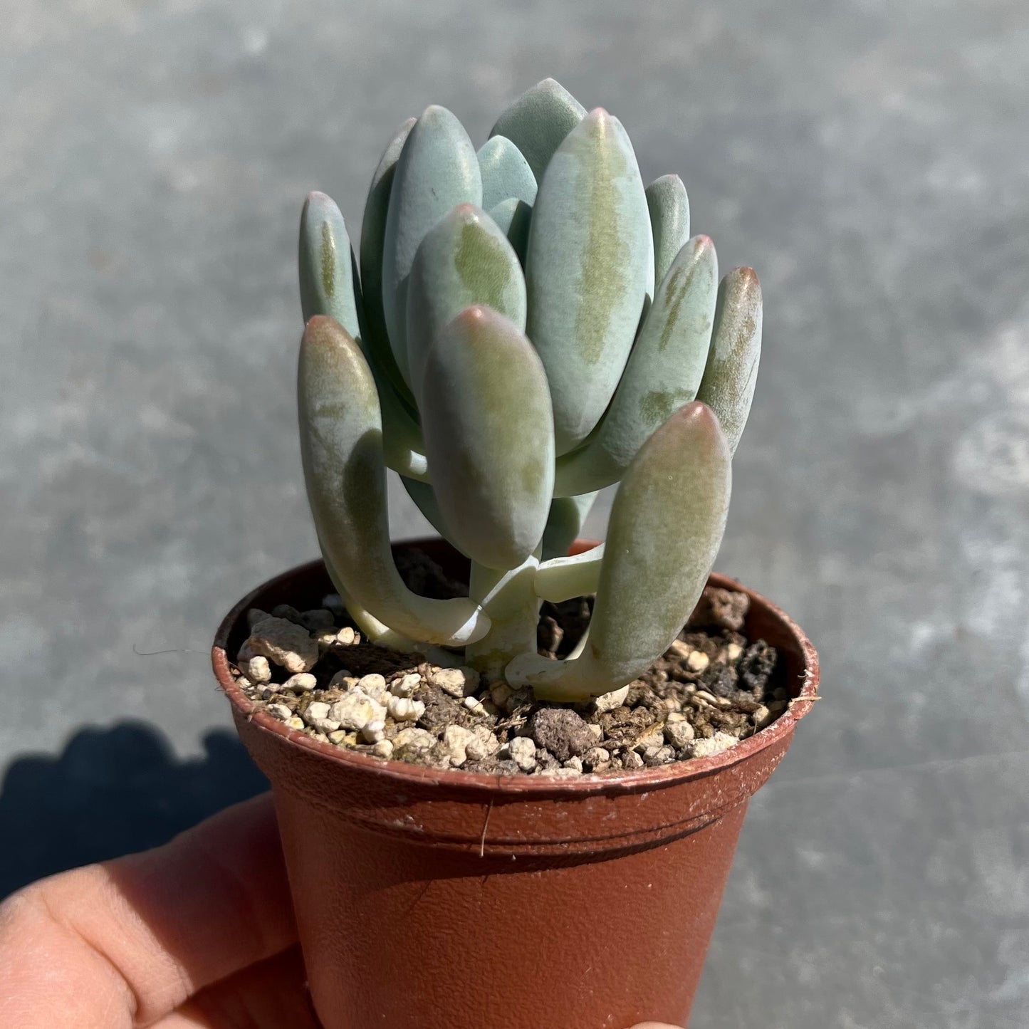 Pachyphytum clavifolia Mini