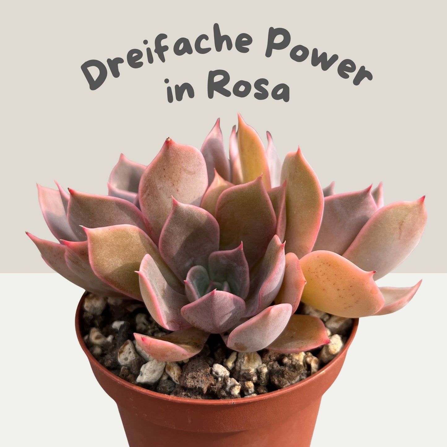 Echeveria Einzelstück