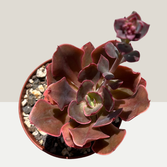 Echeveria Red Prince Einzelstück