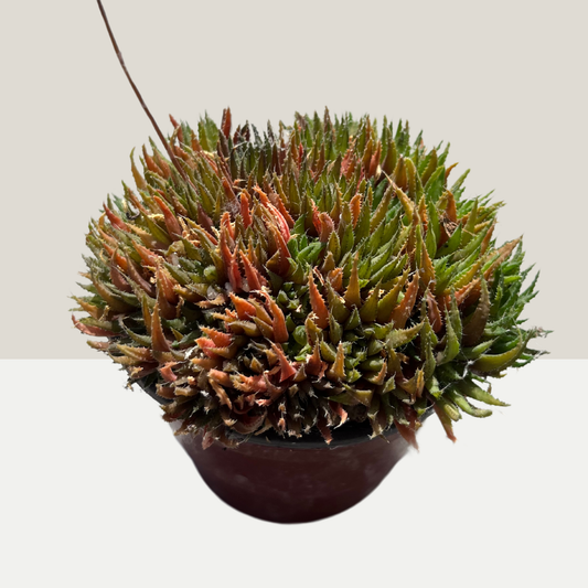 Haworthia chloracantha var. denticulifera Einzelstück