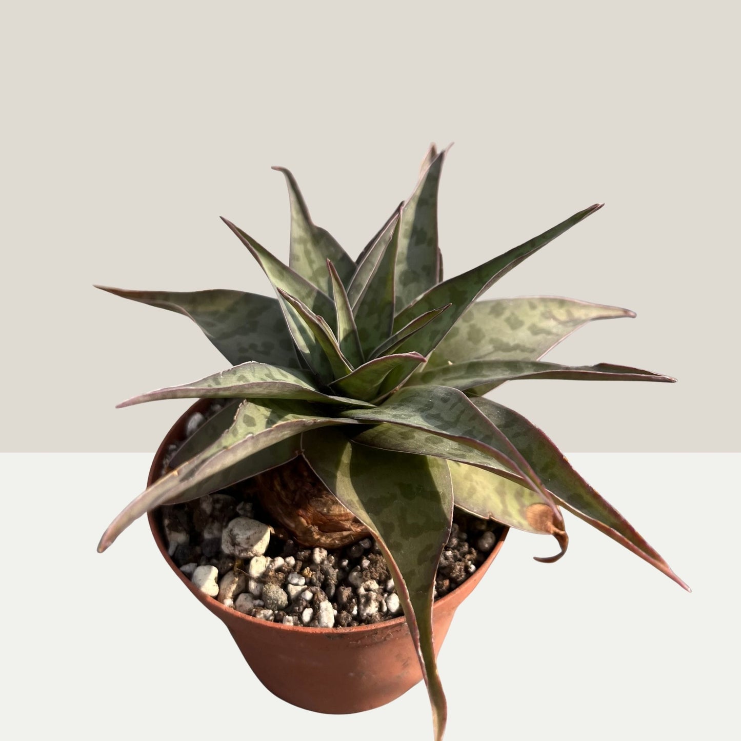 Ledebouria revoluta Einzelstück