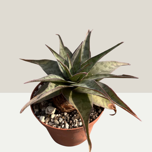 Ledebouria revoluta Einzelstück