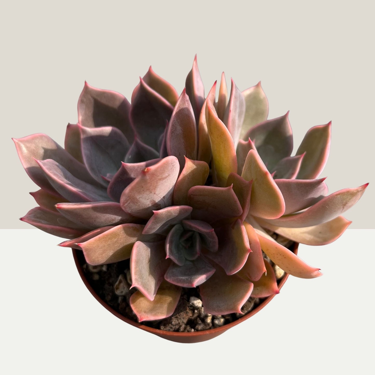 Echeveria Einzelstück