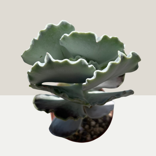 Cotyledon undulata Einzelstück