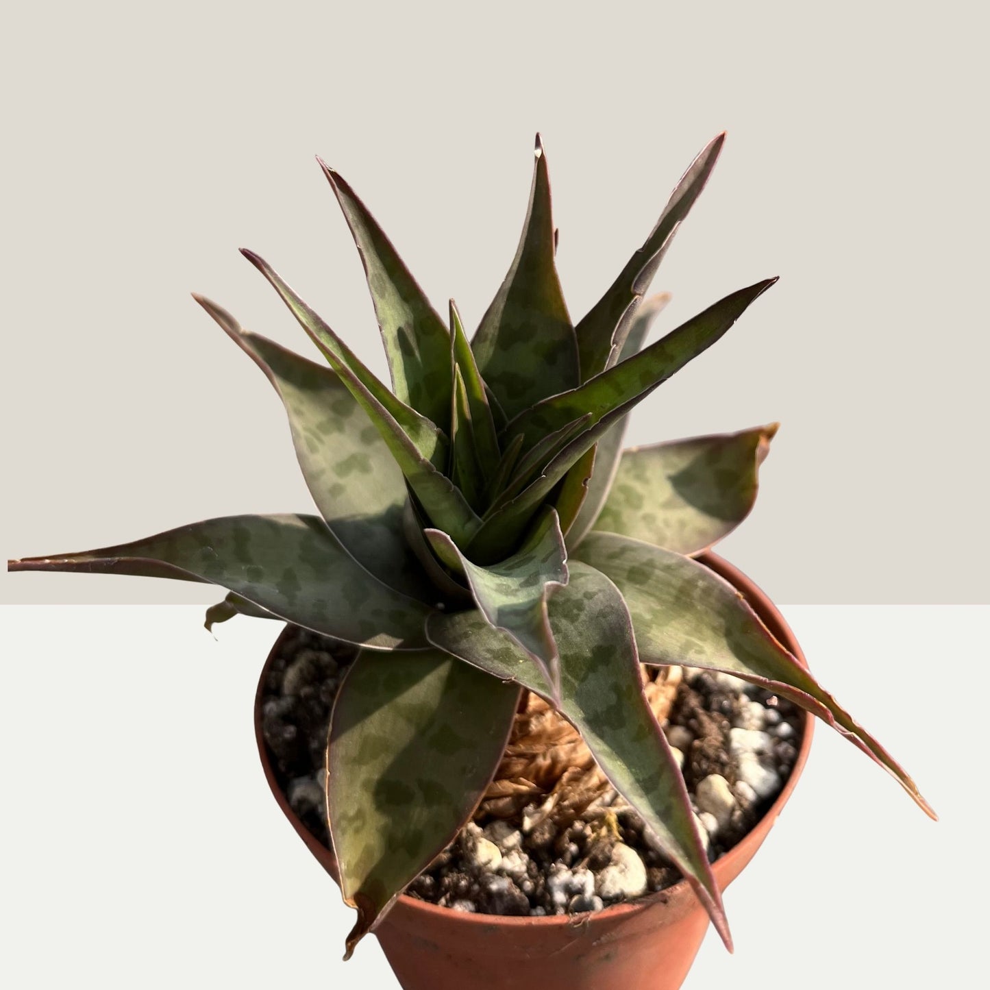 Ledebouria revoluta Einzelstück