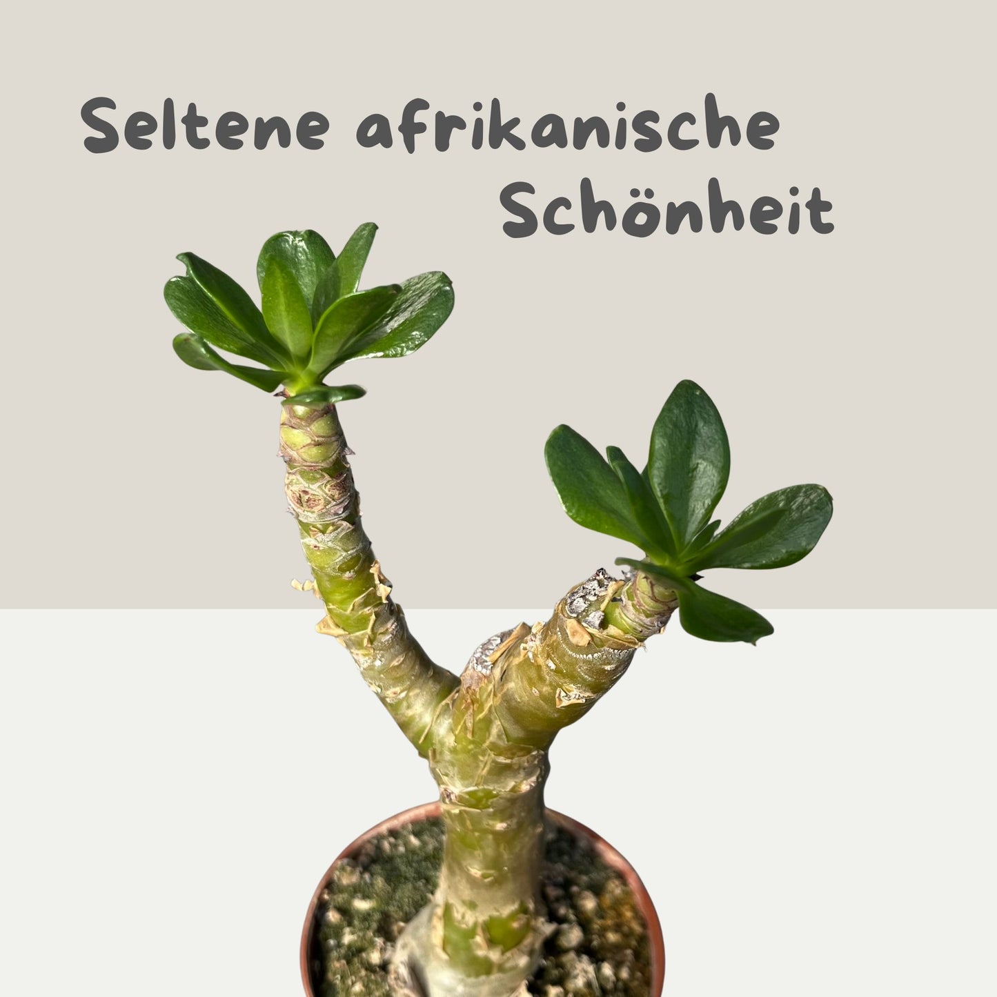 Tylecodon paniculatus / Afrikanischer Butterbaum Einzelstück