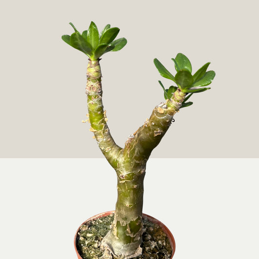 Tylecodon paniculatus / Afrikanischer Butterbaum Einzelstück