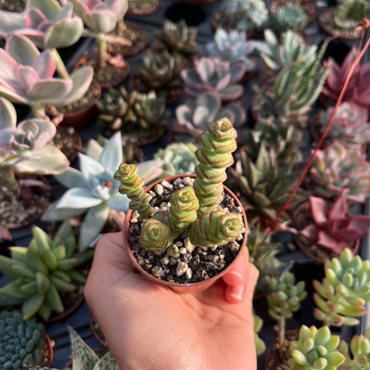 Crassula rupestris subsp. marnieriana ‘Hottentot‘ Mini