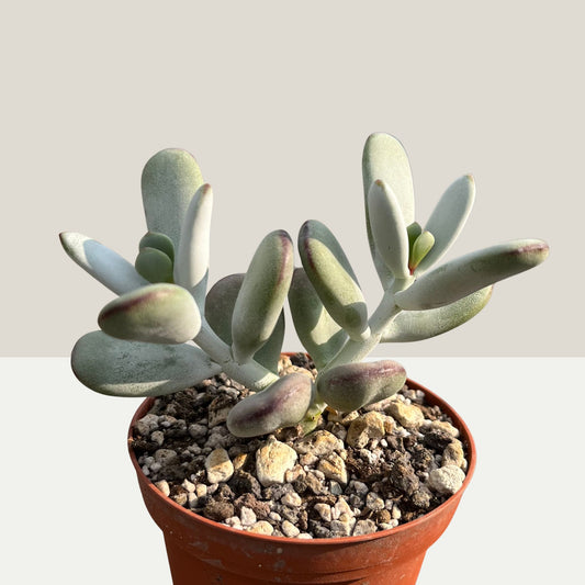 Cotyledon orbiculata Einzelstück